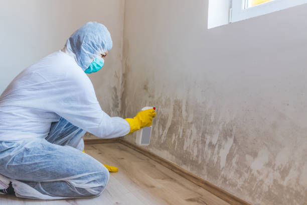 Licensed Black Mold Removal service in Lawrenceville, VA - WQB Mold Removal