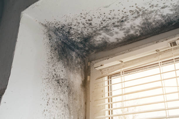 Affordable Black Mold Removal solutions in Lawrenceville, VA