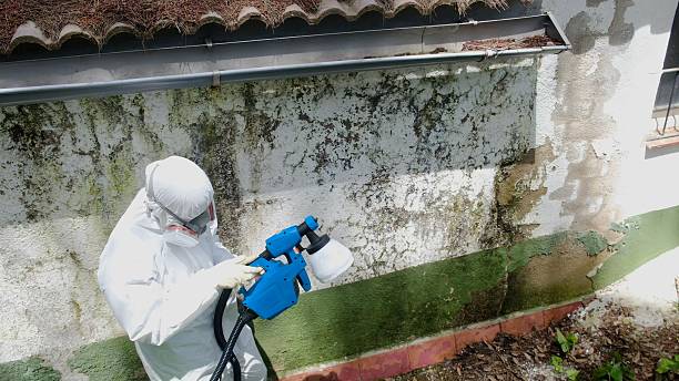Top rated local Black Mold Removal specialists in Lawrenceville, VA